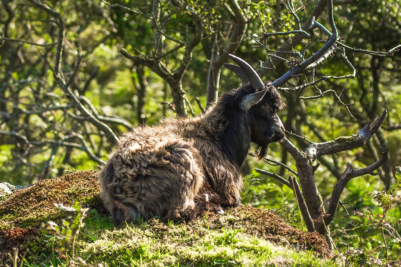 Image - wild goat nature rest