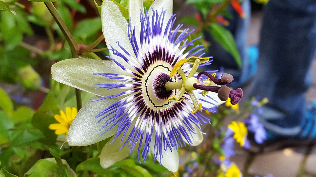 Image - passiflora bloom purple flower