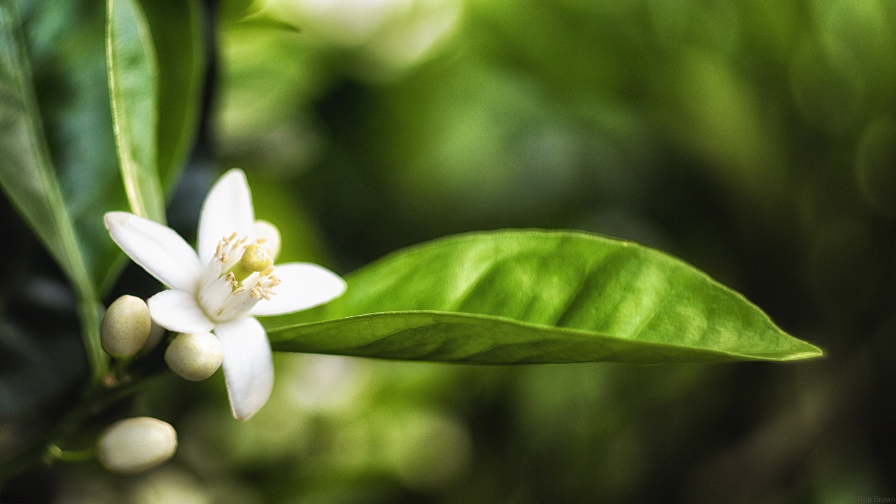 Image - orange tree flower orange tree