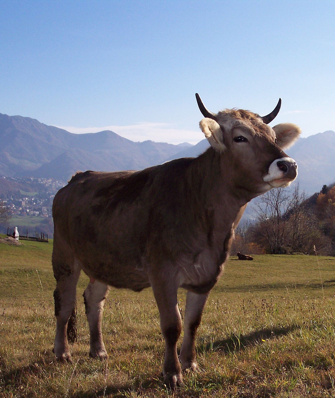 Image - cow mountain prato landscape