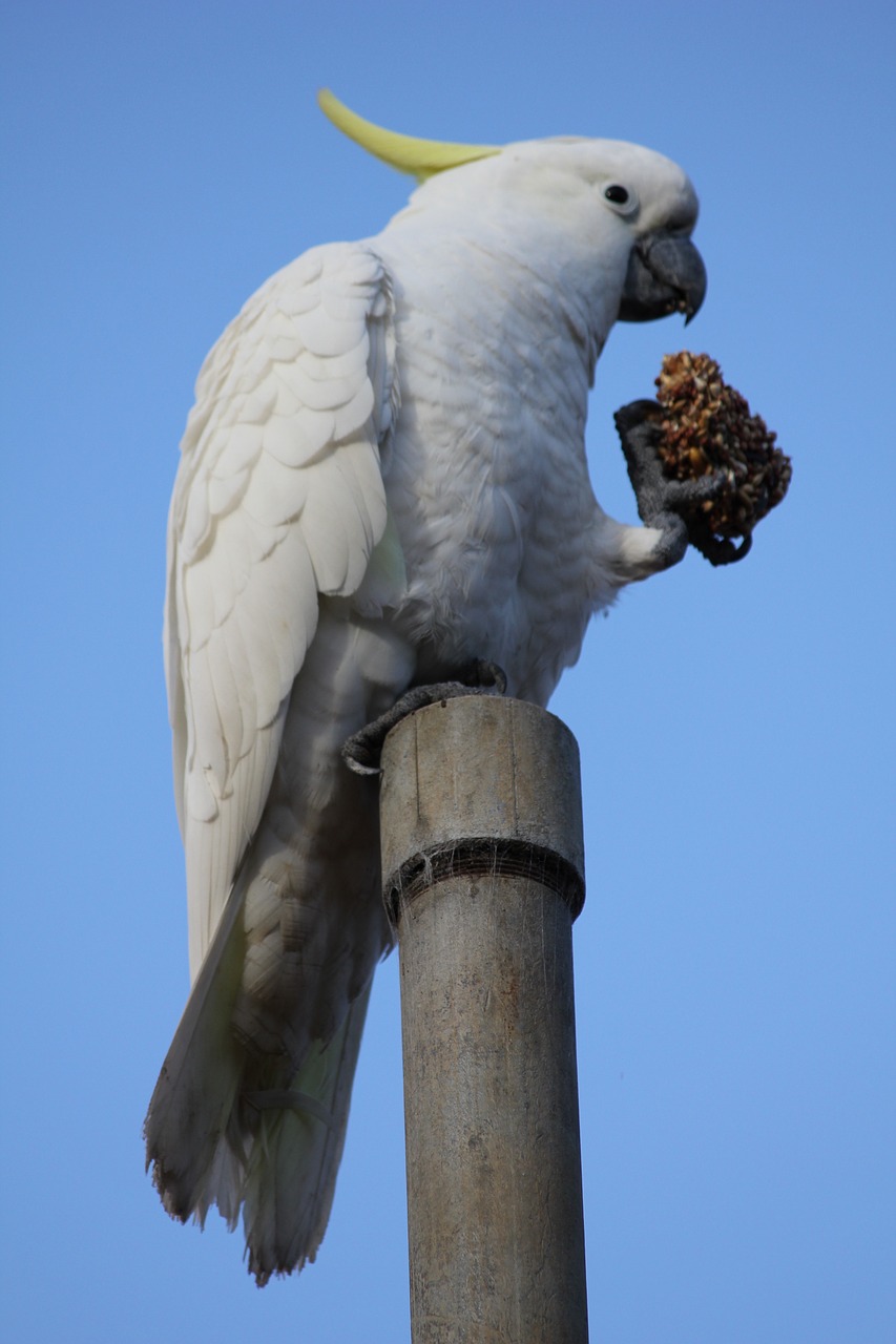 Image - cockatoo bird nature