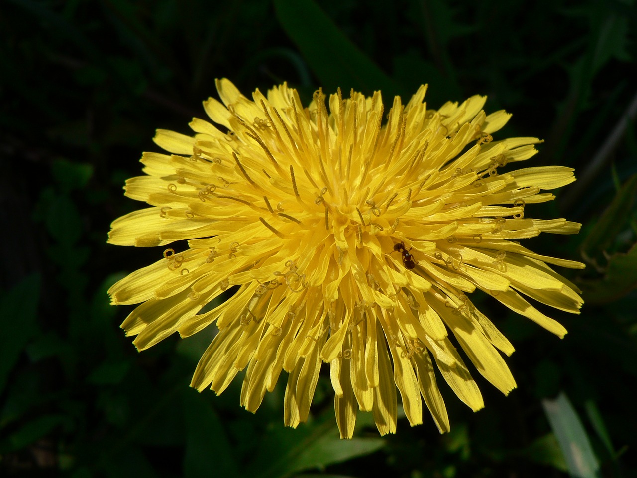 Image - dandelion yellow flora flowers