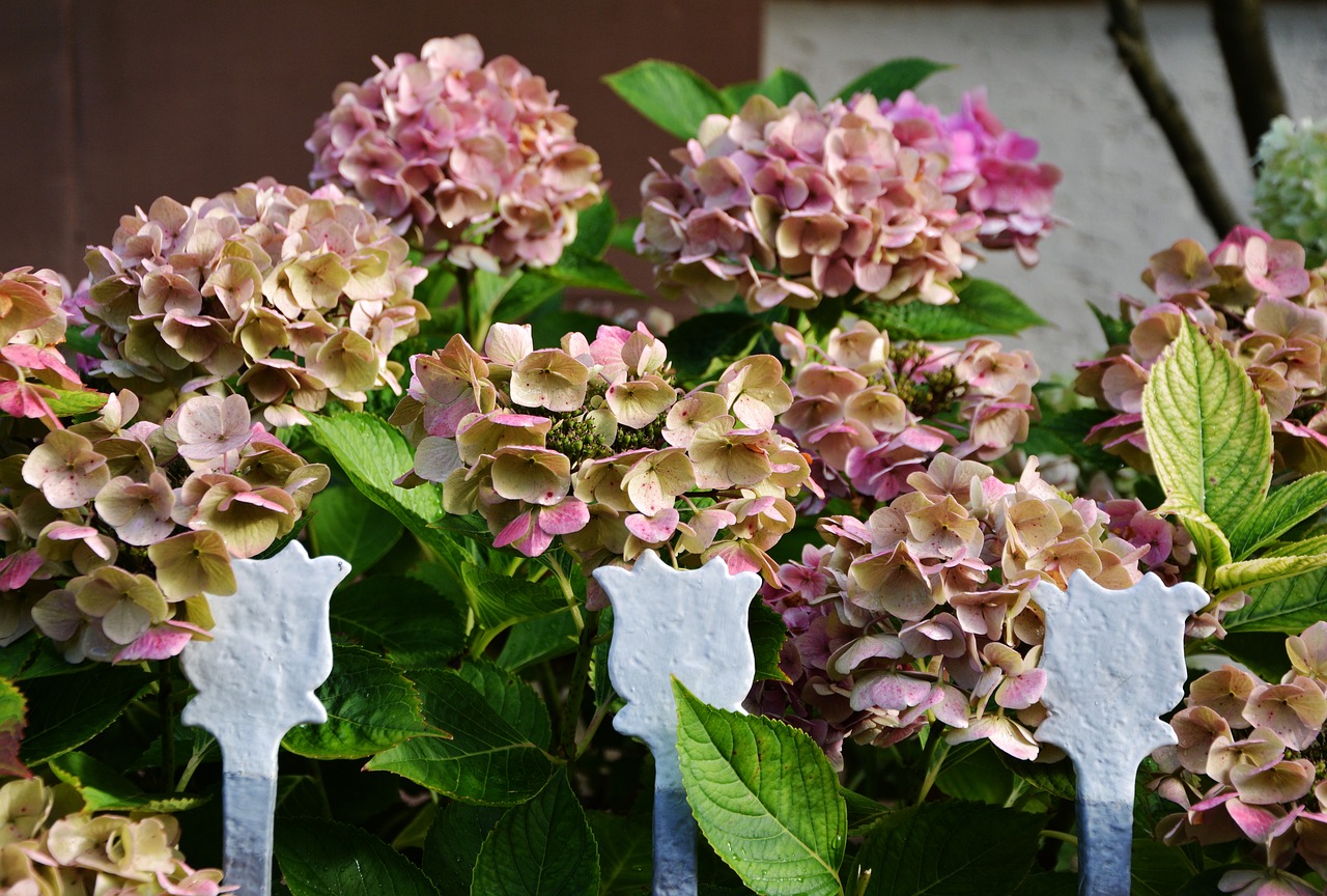 Image - hydrangeas garden garden fence