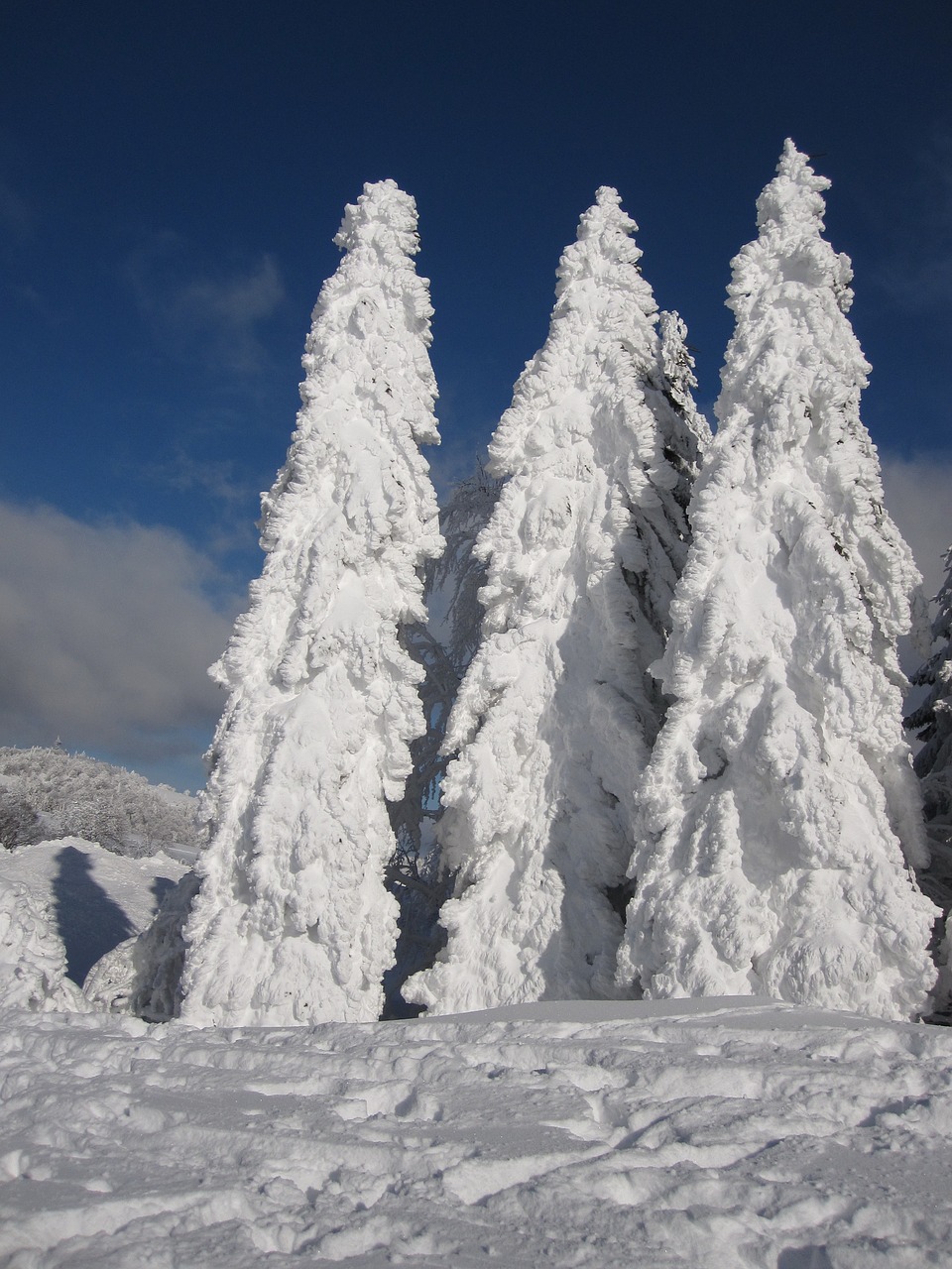 Image - fir snow winter snowy wintry