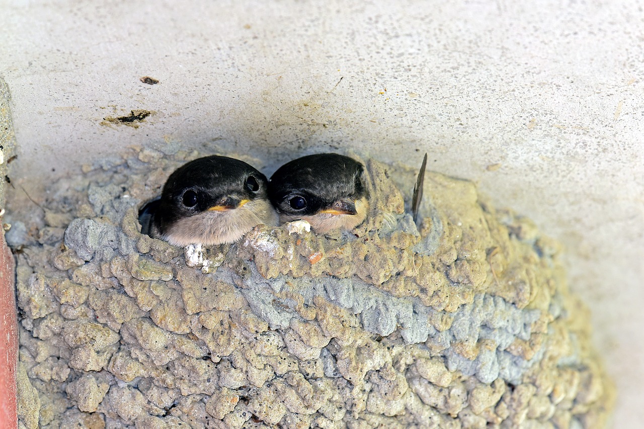 Image - martins swallows birds