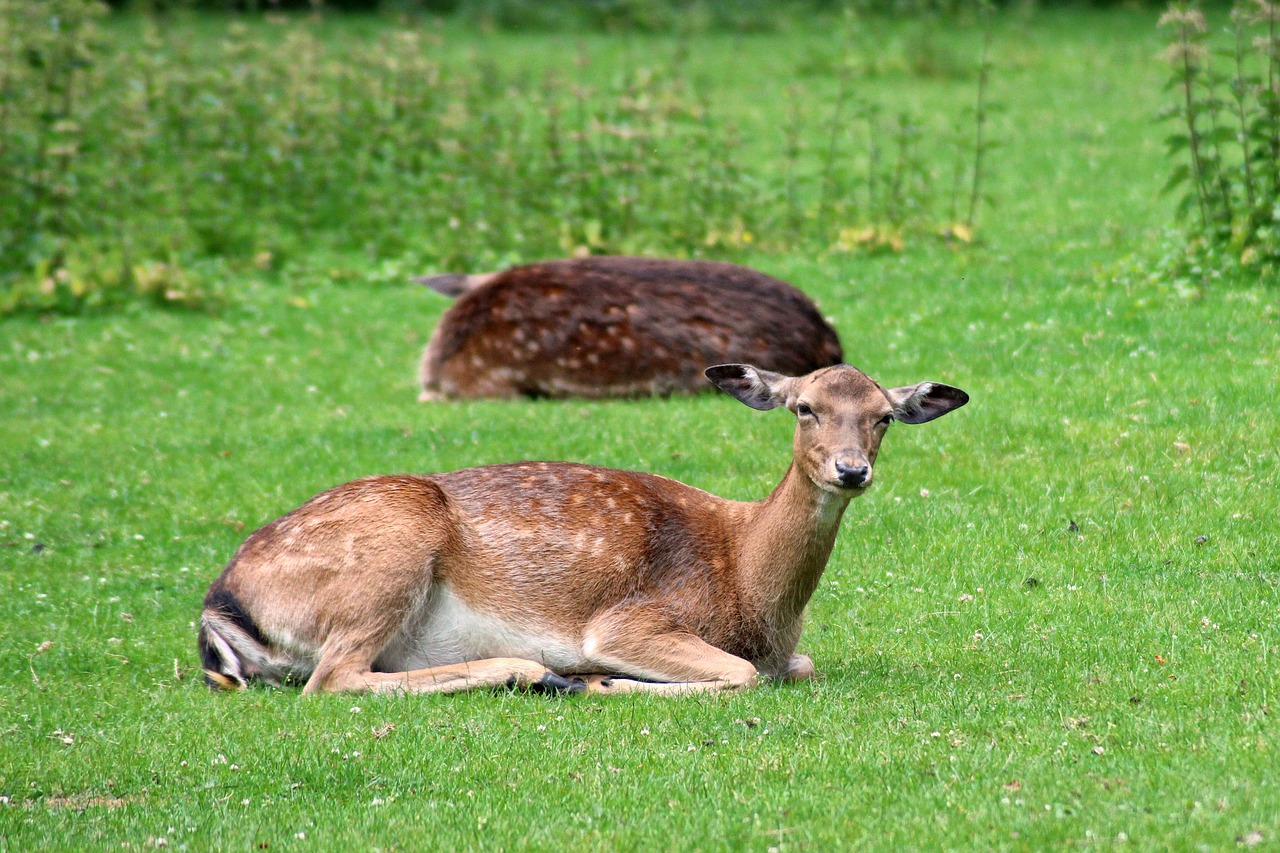 Image - forest deer fallow deer glade rest