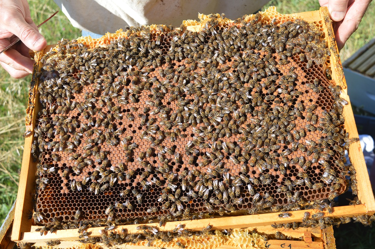 Image - brood closed framework brood