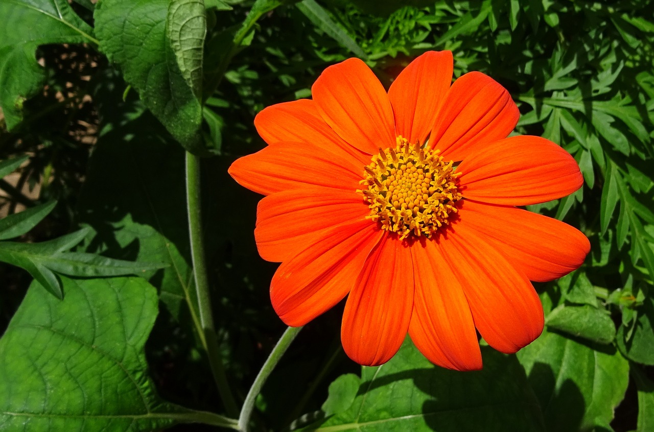 Image - flower mexican sunflower tithonia