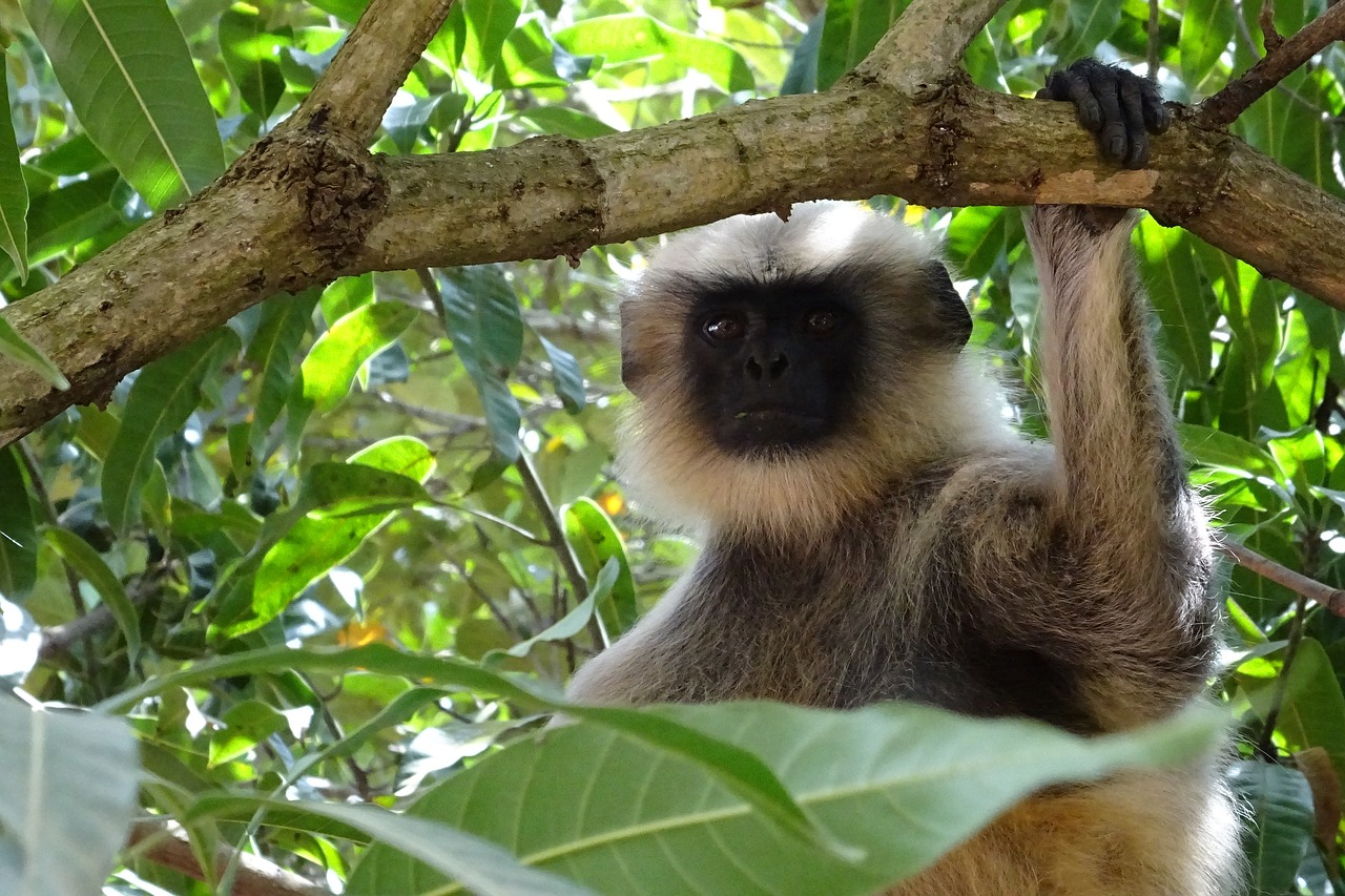 Image - monkey langur animal gray langur