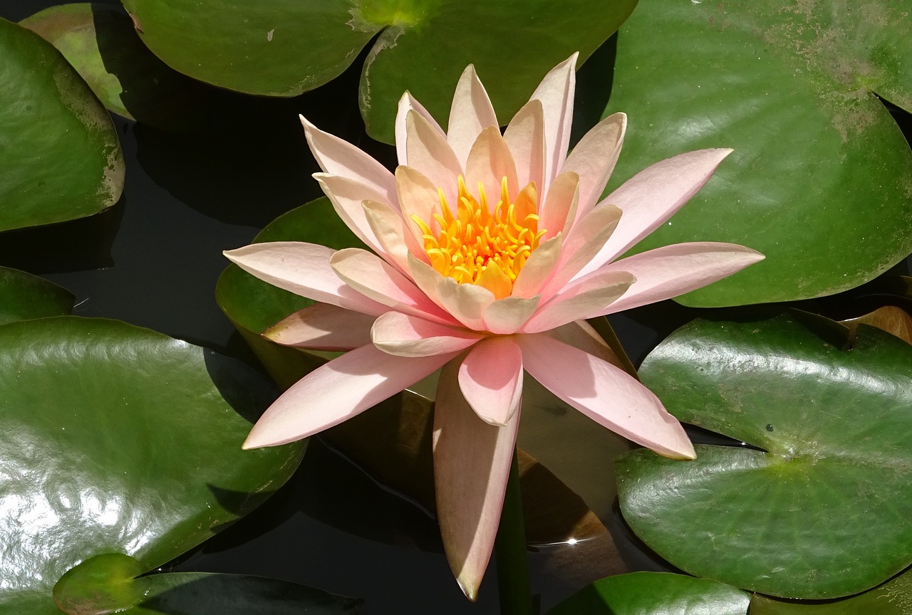 Image - flower water lily nymphaea colorado