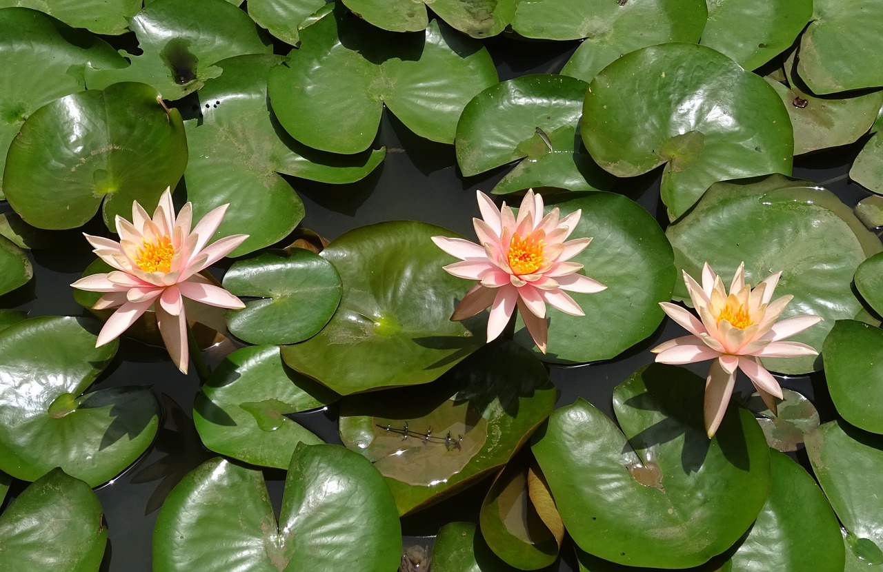 Image - flower water lily nymphaea colorado