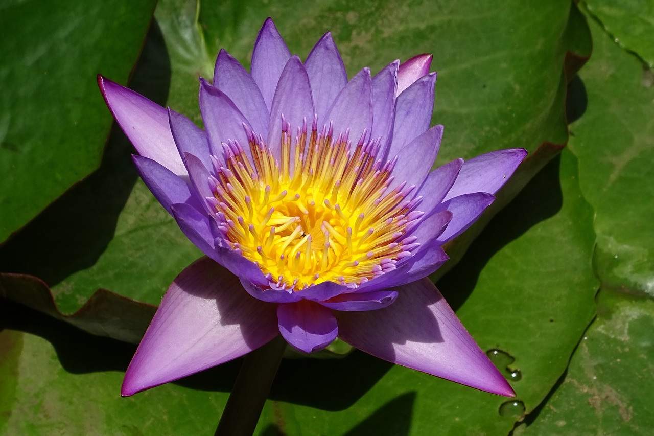 Image - lily flower nymphaea tina tropical