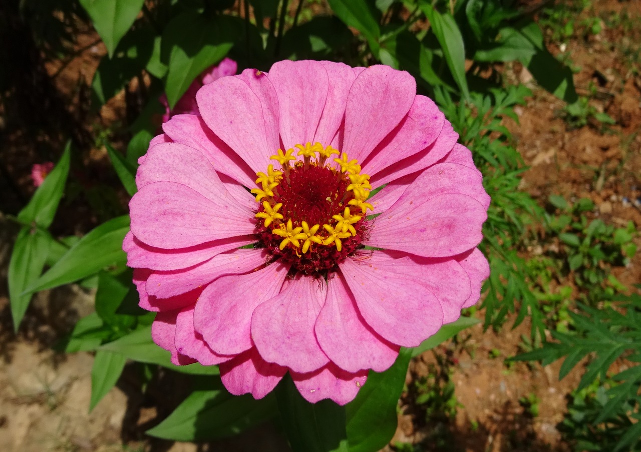 Image - zinnia flower pink flora plant