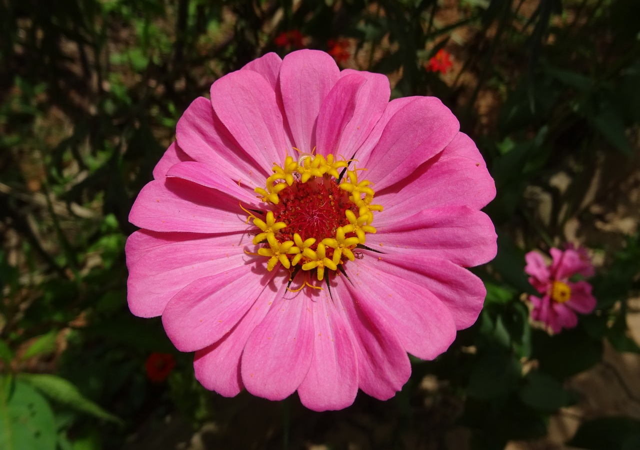 Image - zinnia flower pink flora plant