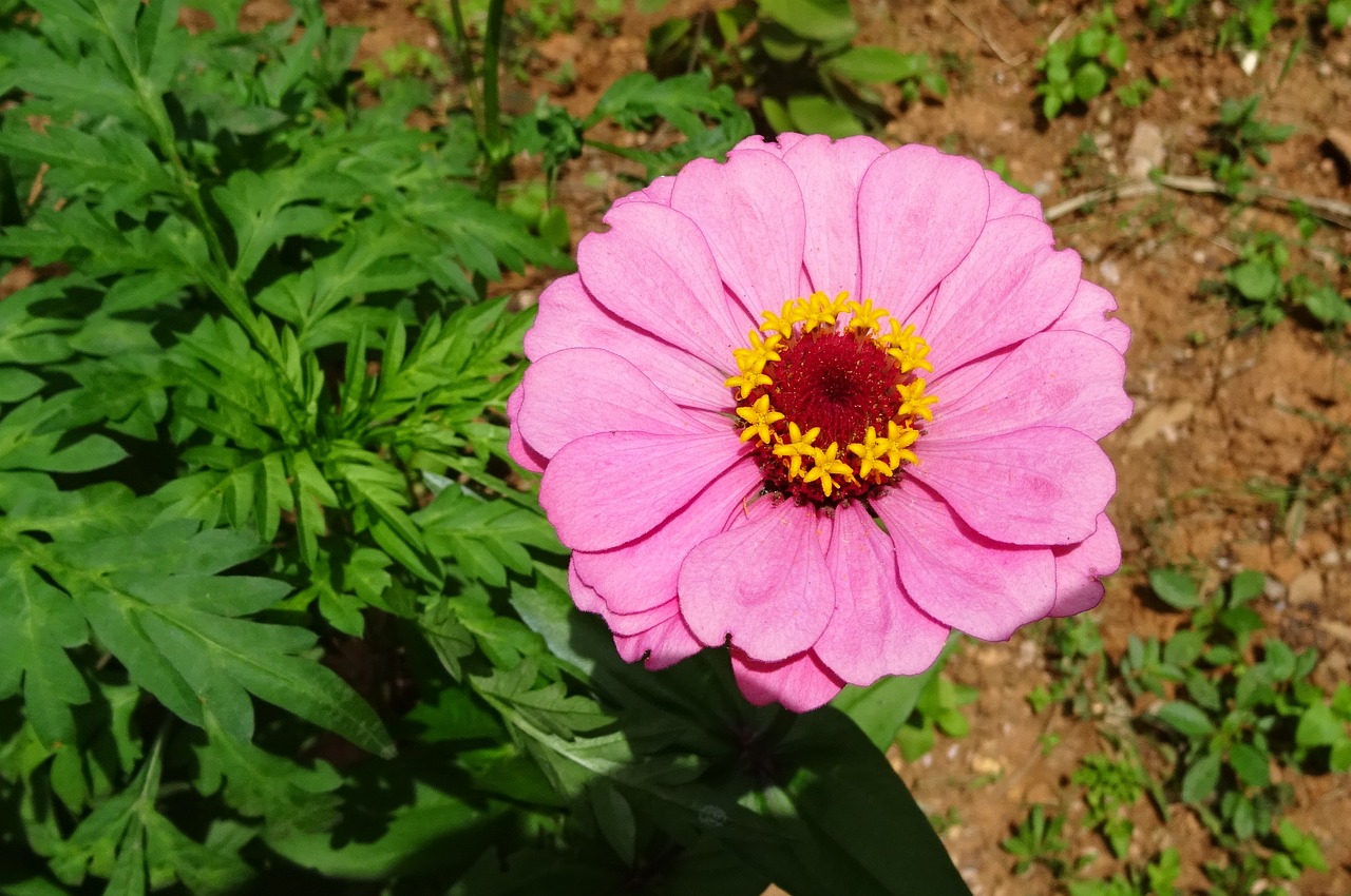 Image - zinnia flower pink flora plant