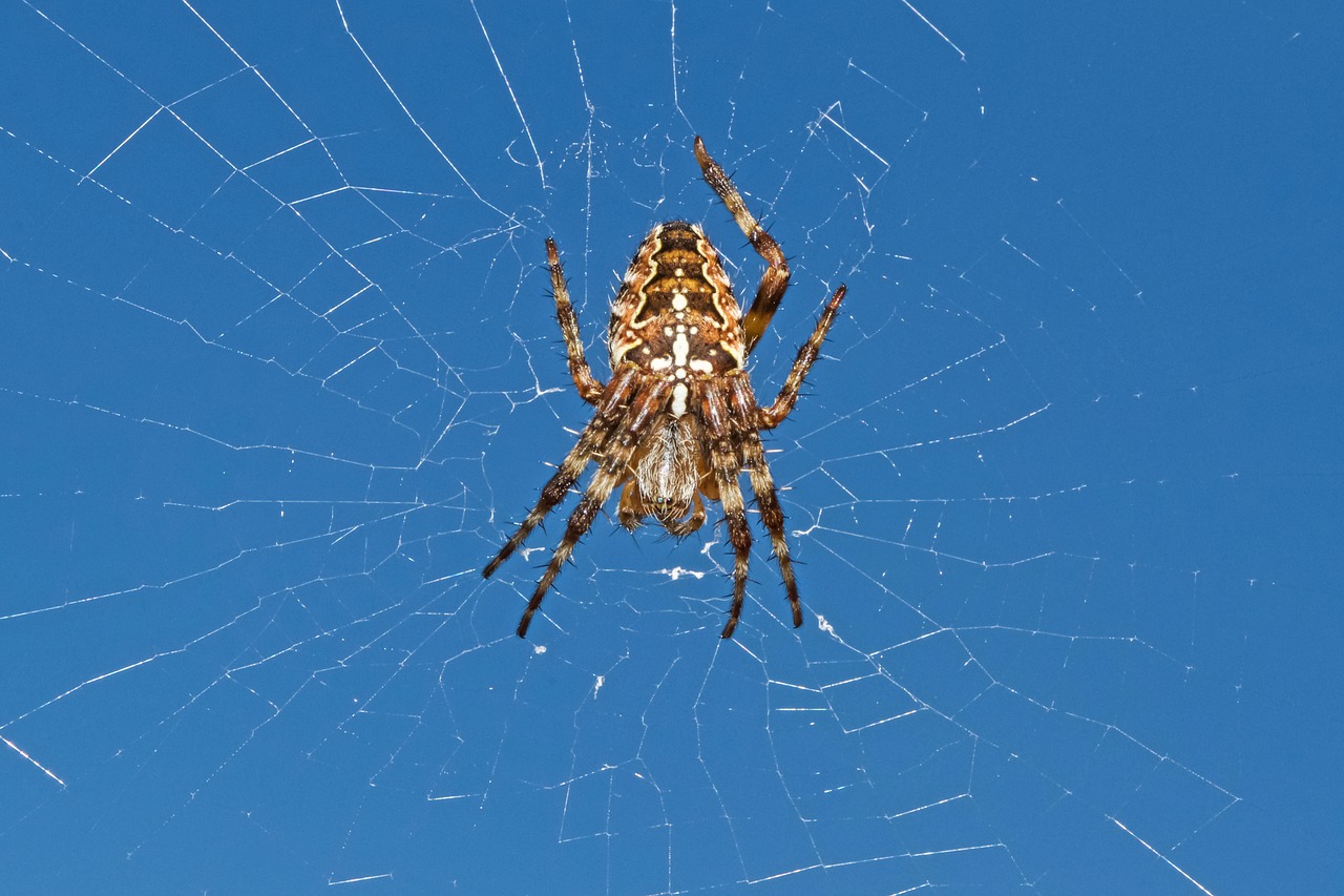 Image - garden spider spider