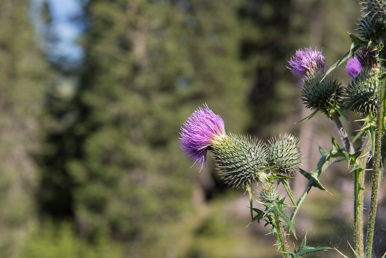 Image - thistle blossom bloom plant flower