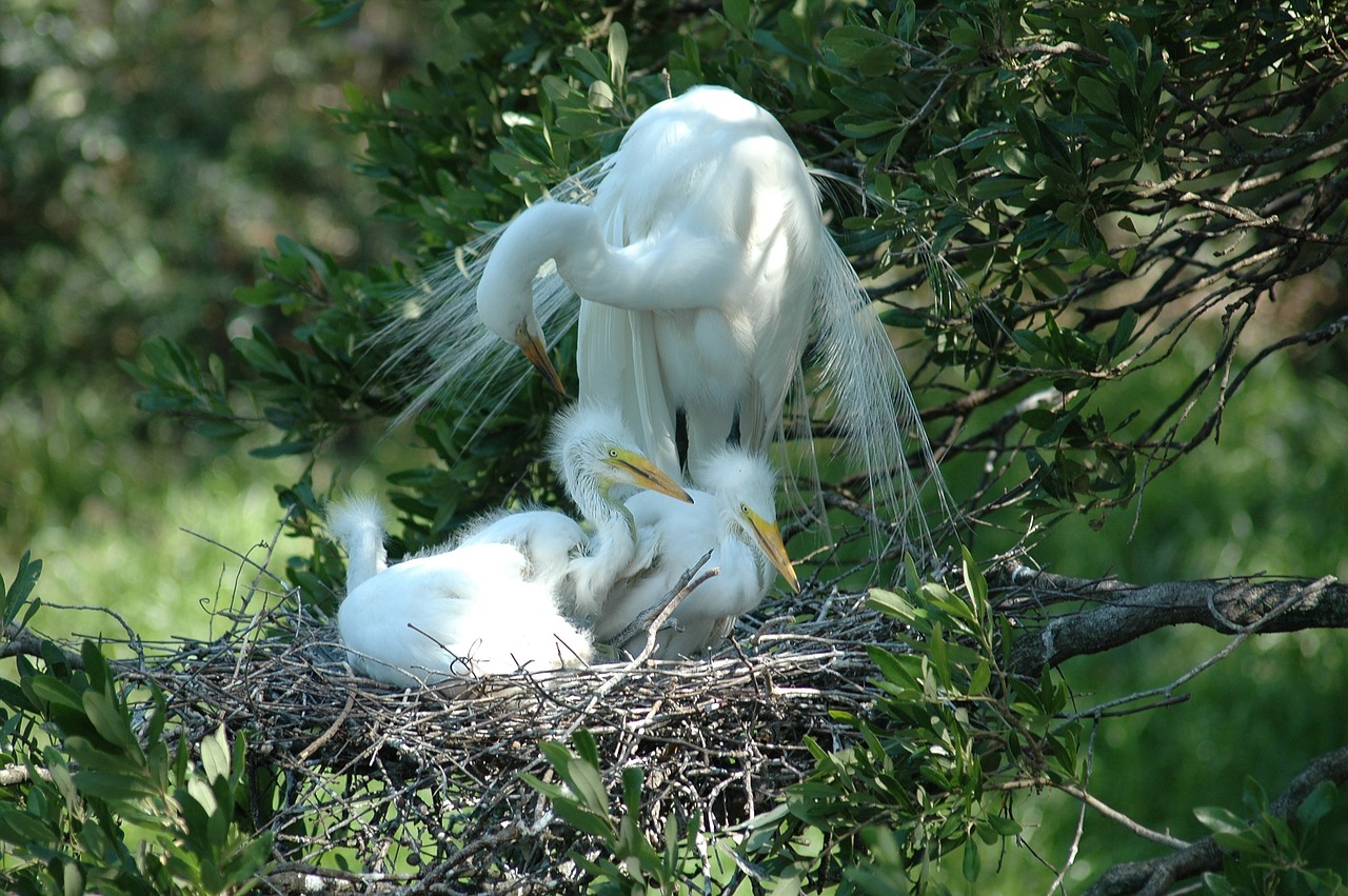 Image - white heron babies nesting beauty