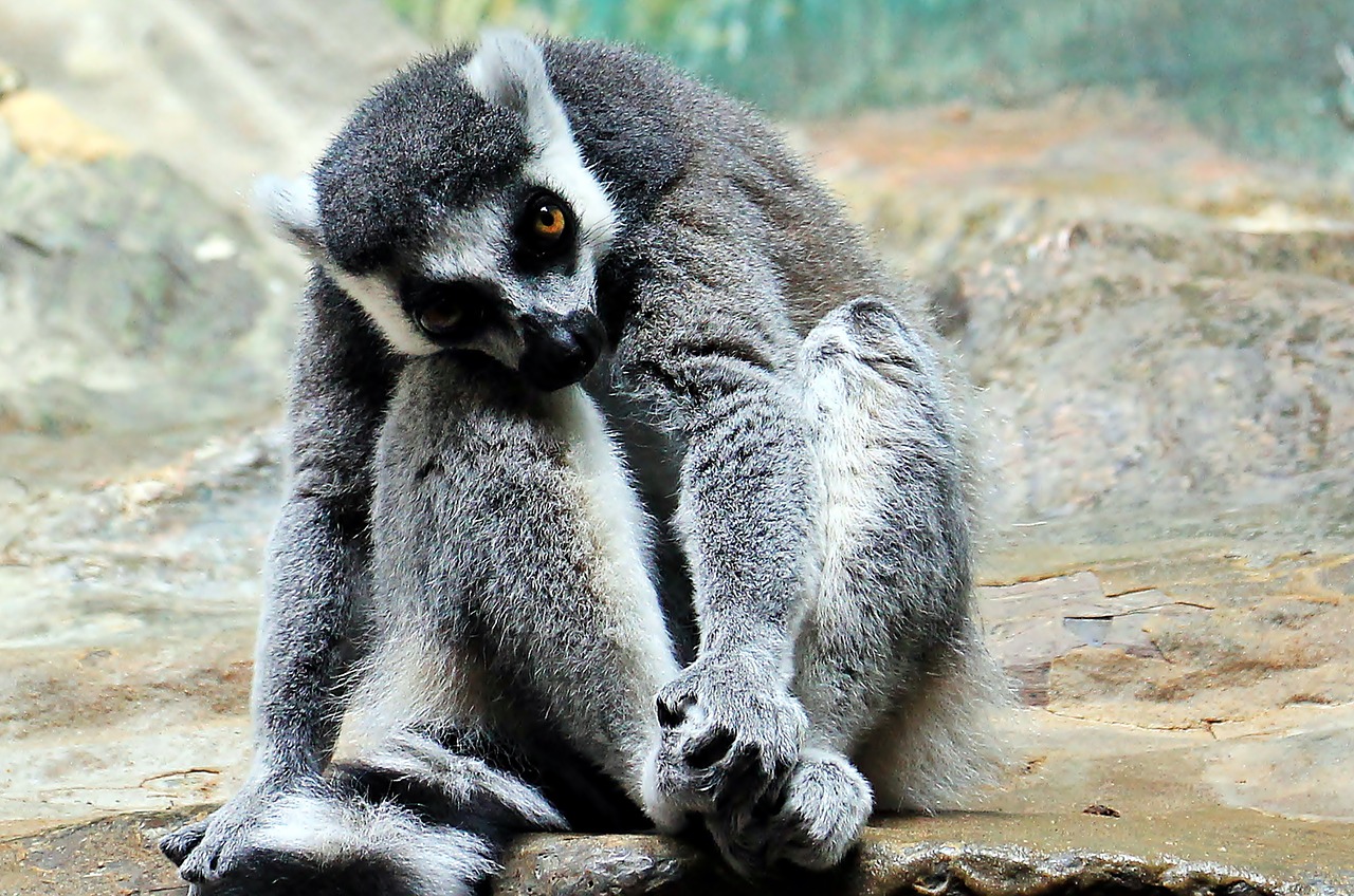 Image - monkey zoo animal world thoughtful