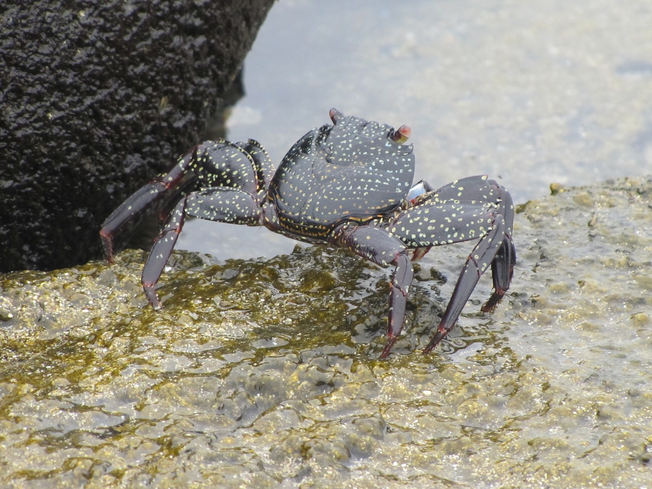 Image - black crab galapagos cancer