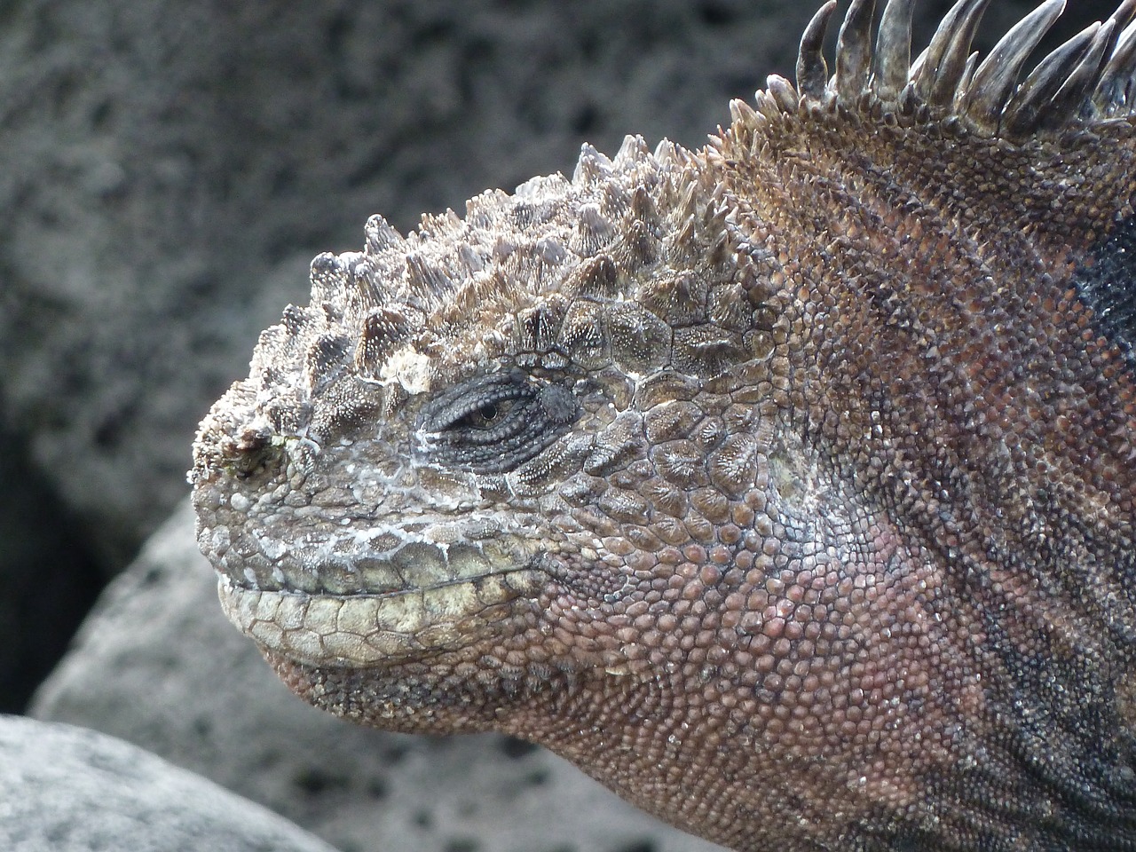 Image - sea ​​lizard galapagos lizard