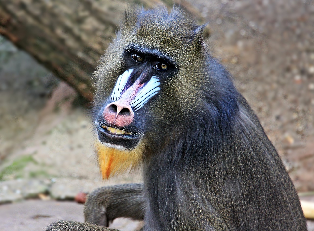 Image - monkey zoo animal world thoughtful