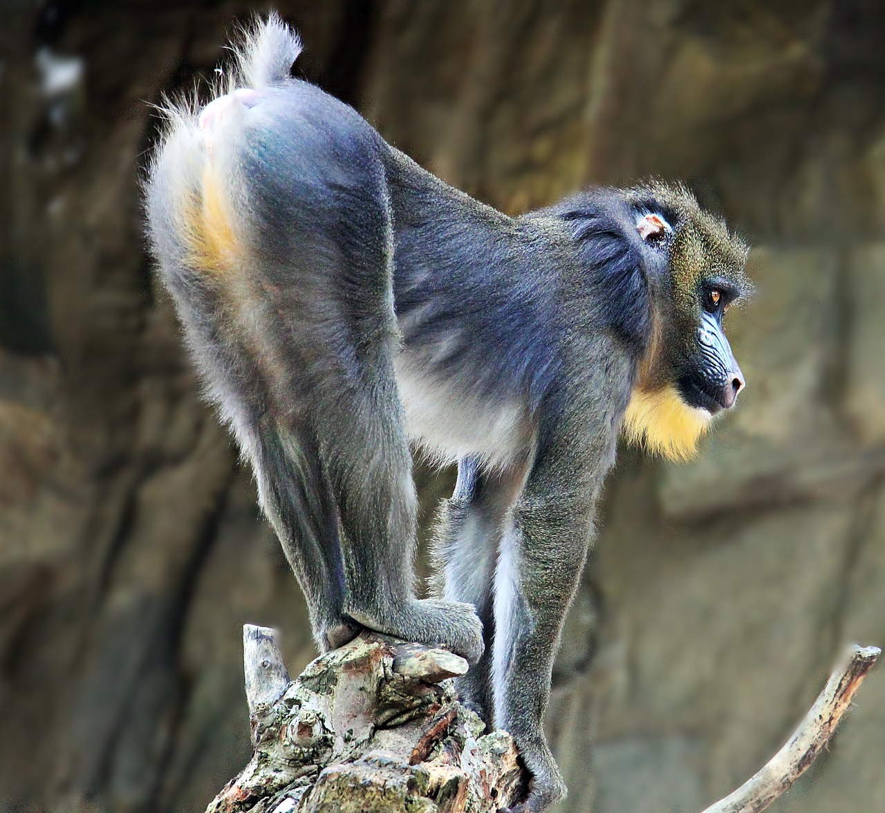 Image - monkey zoo animal world primate