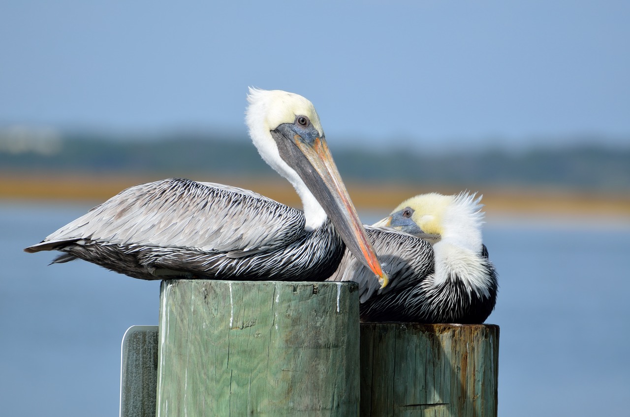 Image - pelicans bird avian resting piling