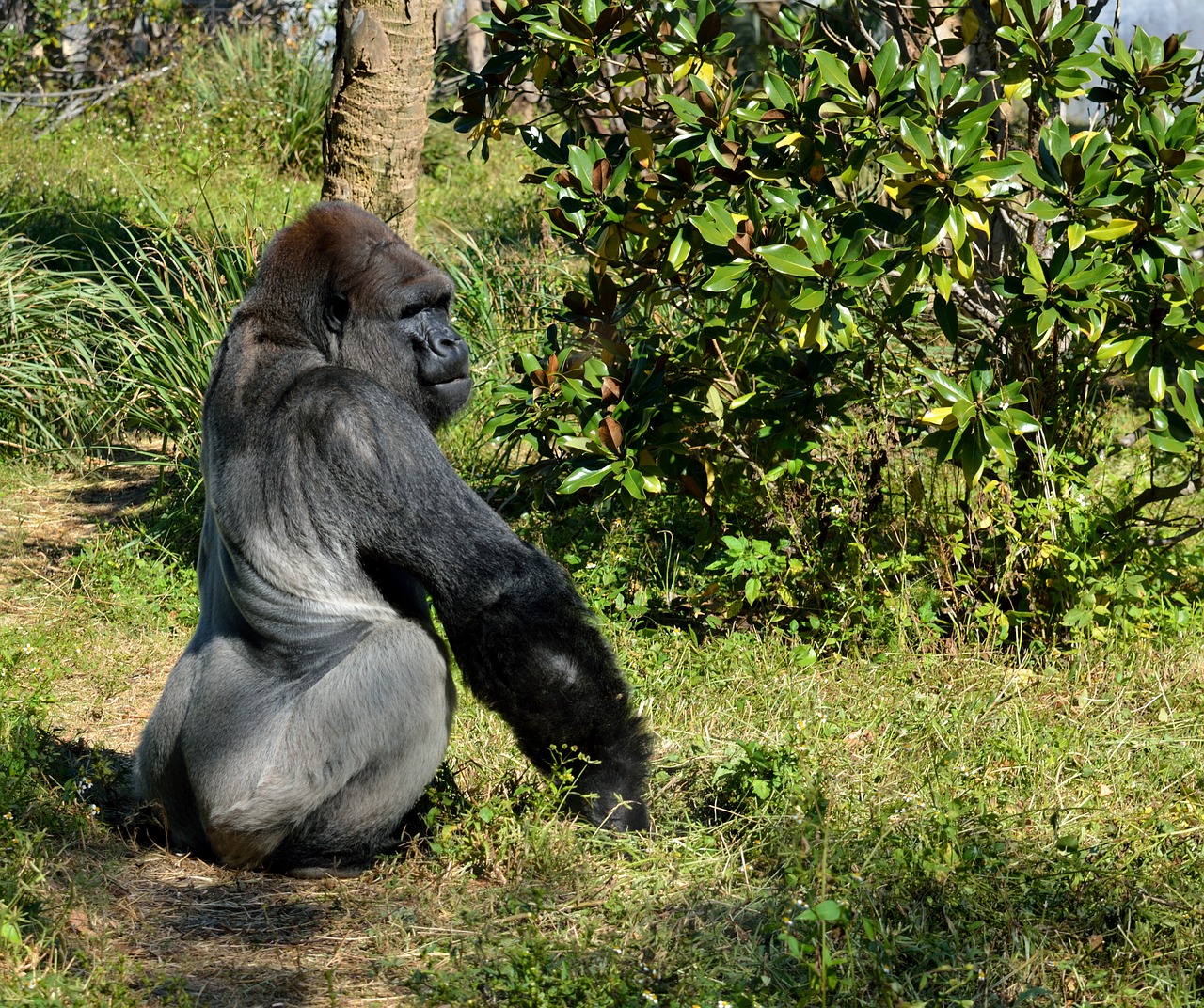 Image - silver back gorilla ape primate