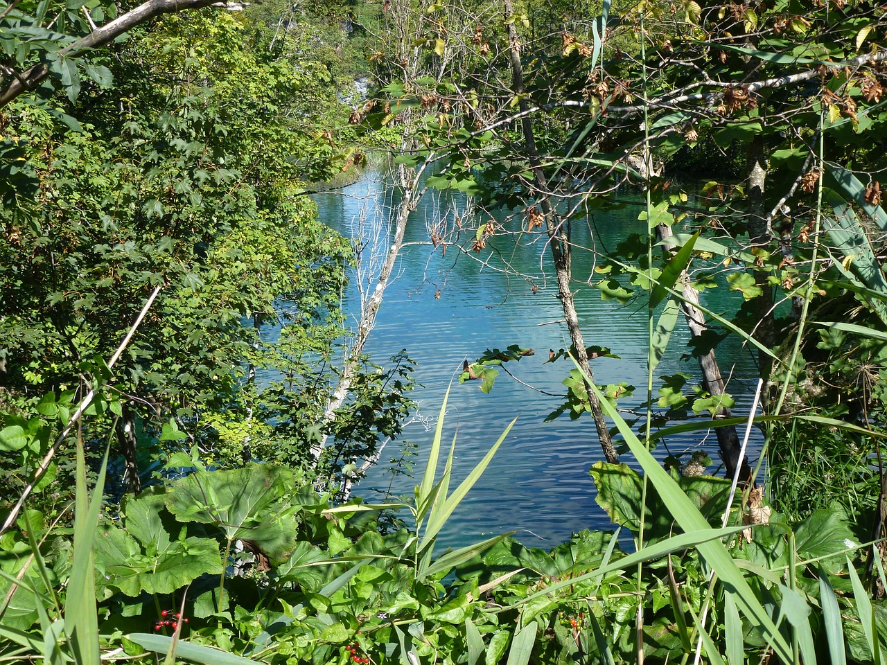 Image - plitvice lakes croatia water bush