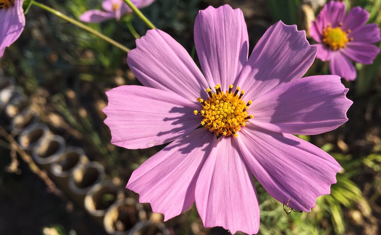 Image - autumn cosmos flowers bloom nature