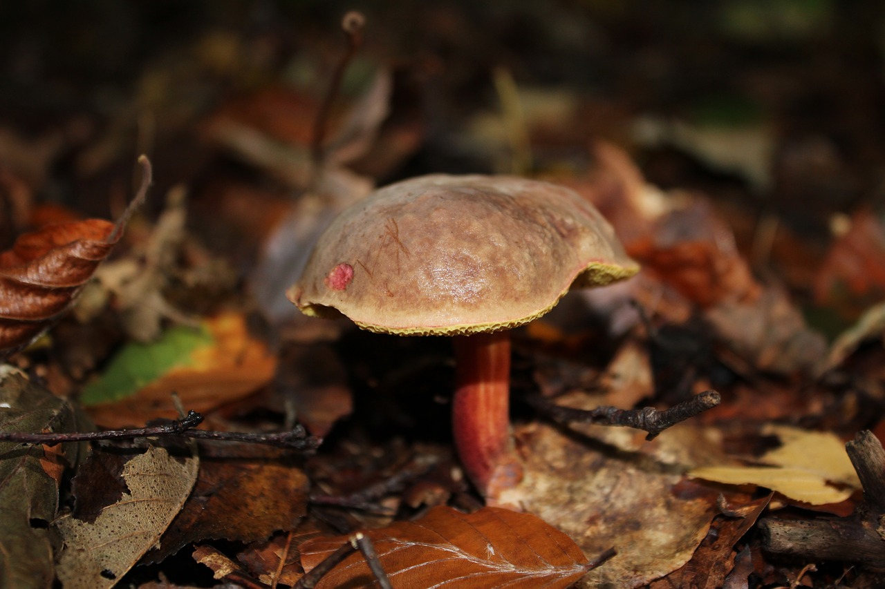 Image - chestnut mushroom cep autumn