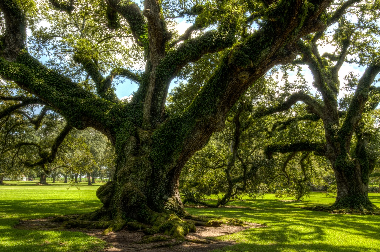 Image - oak alley plantation usa america