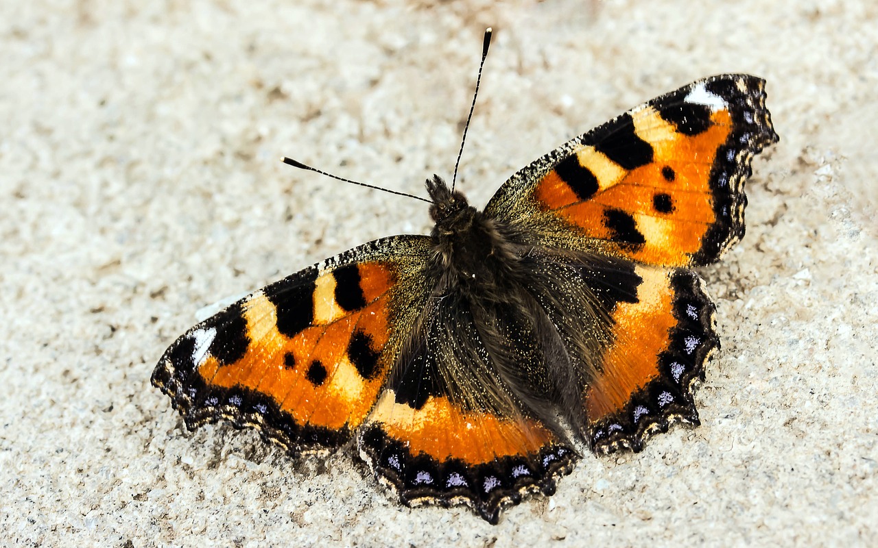 Image - butterfly little fox