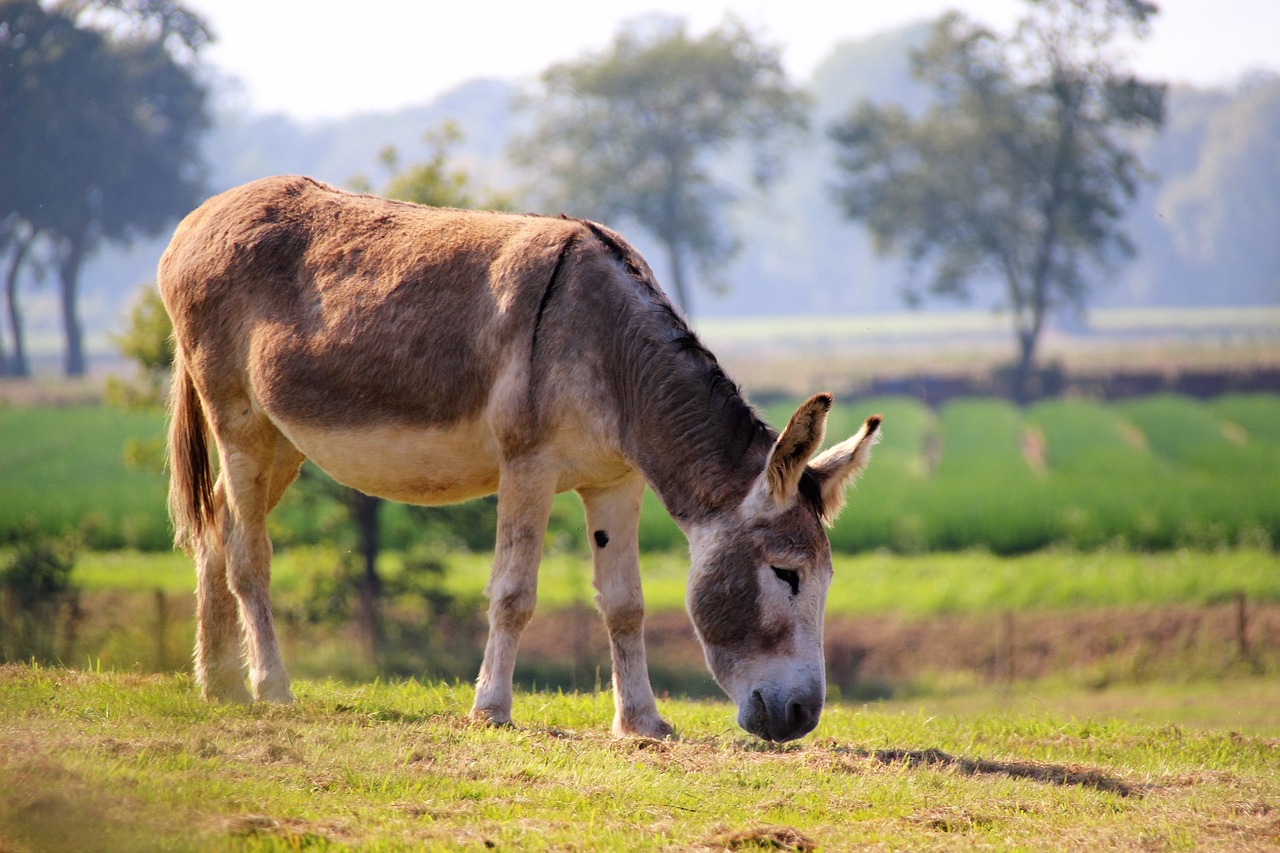 Image - donkey ass animal mule mammal