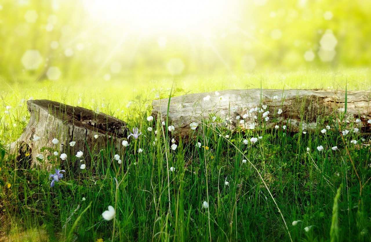 Image - flowers meadow wood forest sun