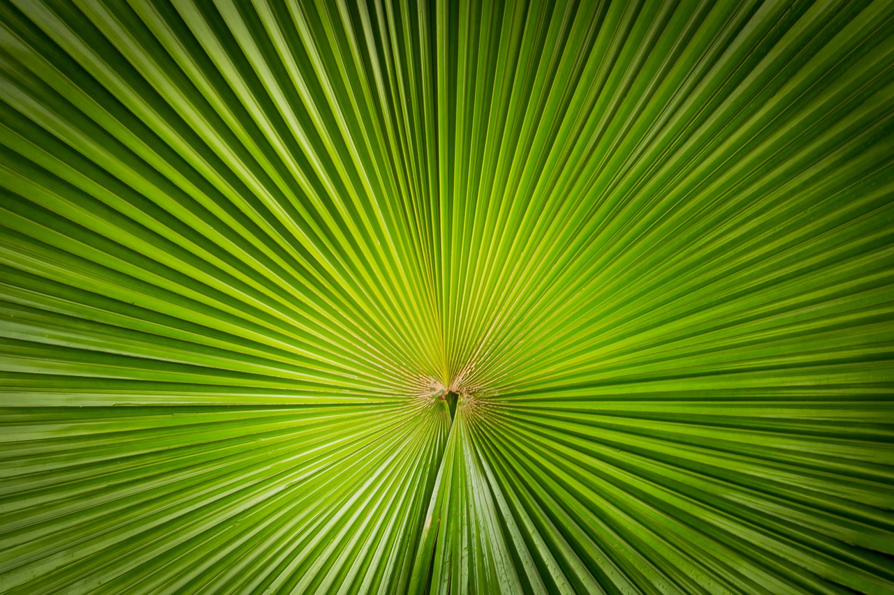 Image - plant nature symmetry lines focus