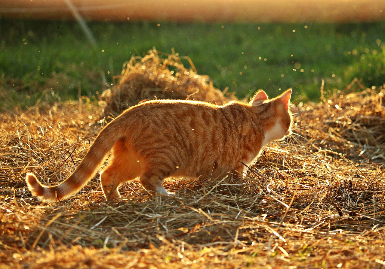 Image - cat mieze kitten mackerel