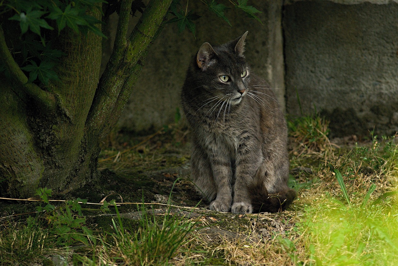 Image - cat tomcat gray animal view