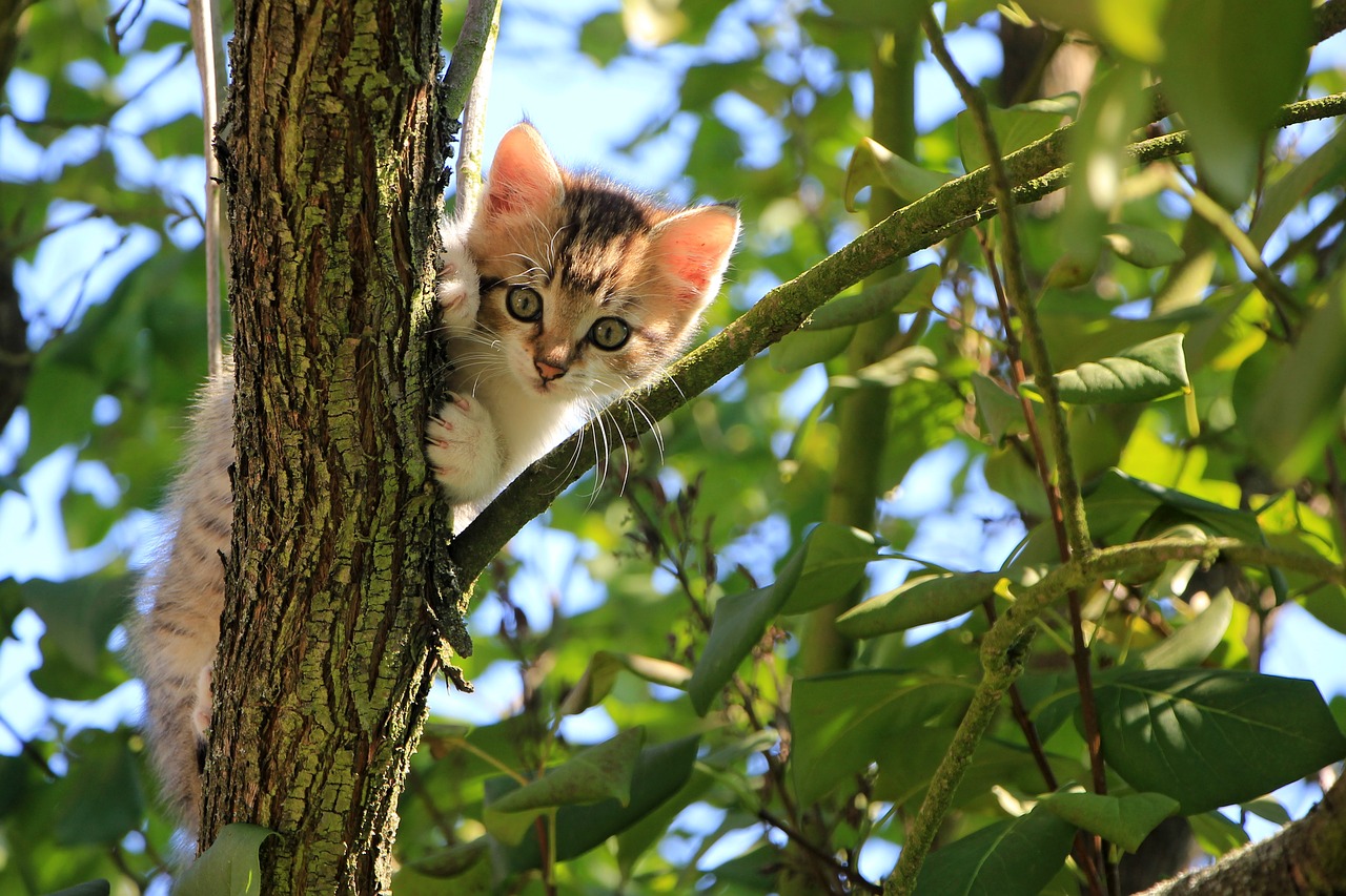 Image - cat kitten tree green summer