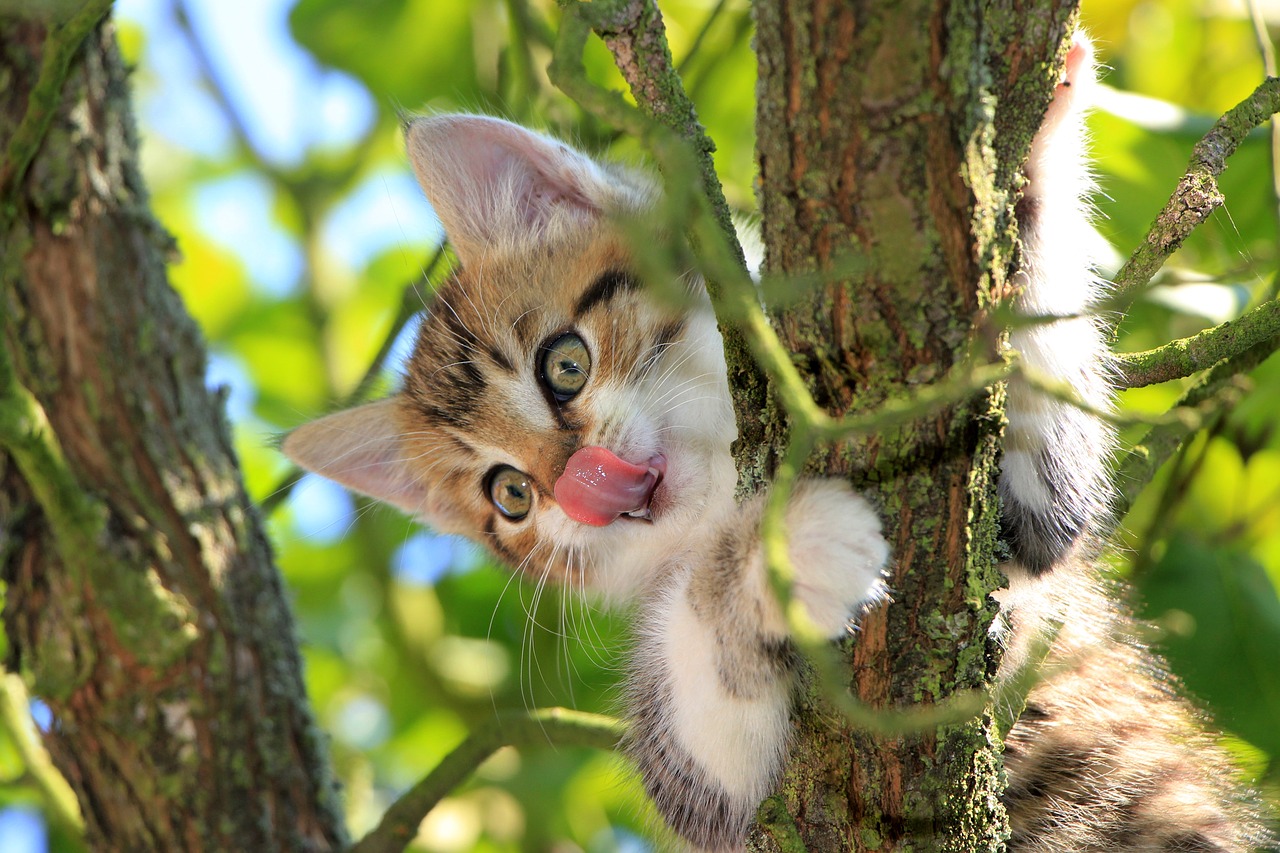 Image - cat kitten tongue tree green