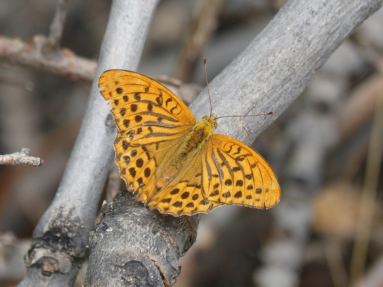 Image - butterfly melitaea deione