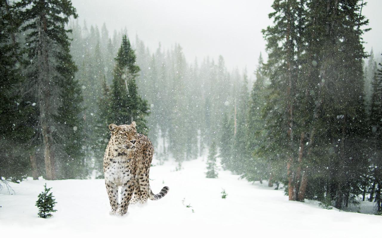 Image - persian leopard leopard snow winter