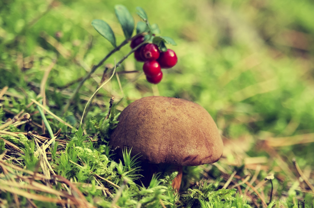 Image - forest chestnut boletus mushroom