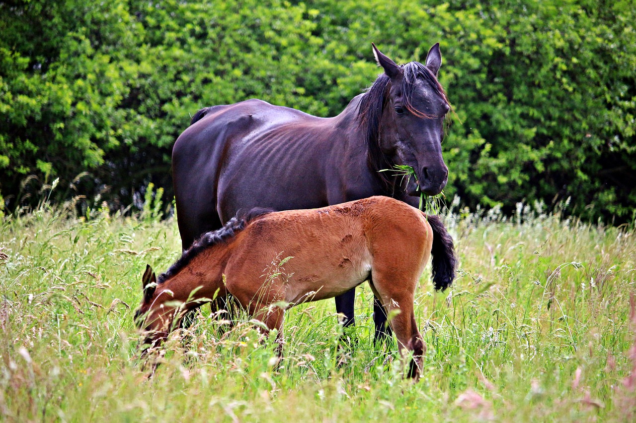 Image - horse foal rap mare with foal