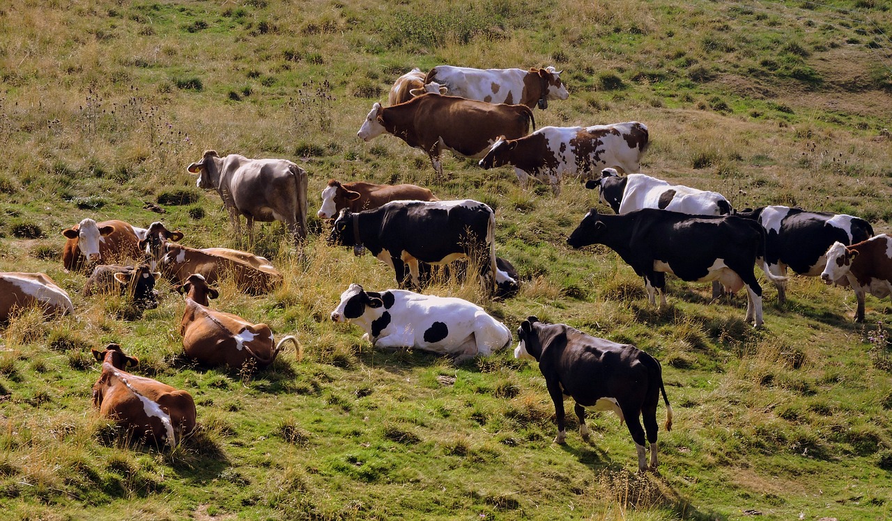 Image - herd cow pasture prato animals