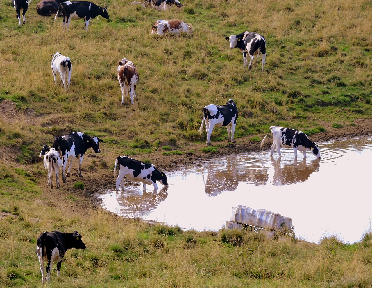 Image - herd drink cow pasture prato