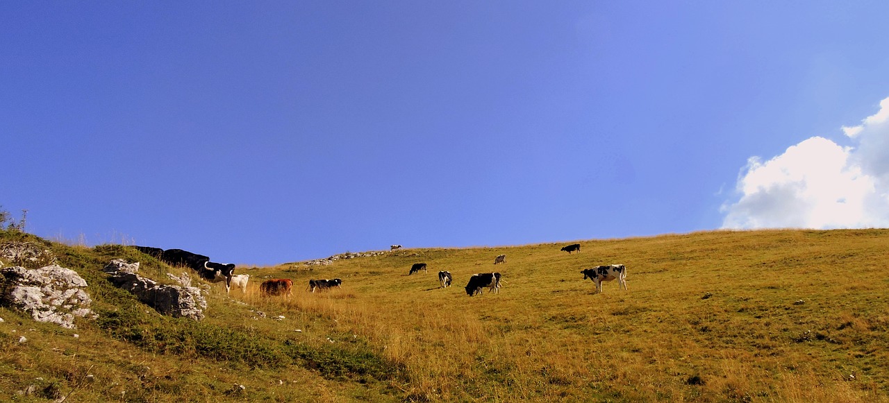 Image - herd cow pasture prato animals