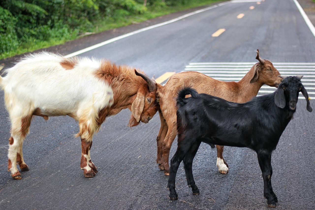 Image - goat animals on the road