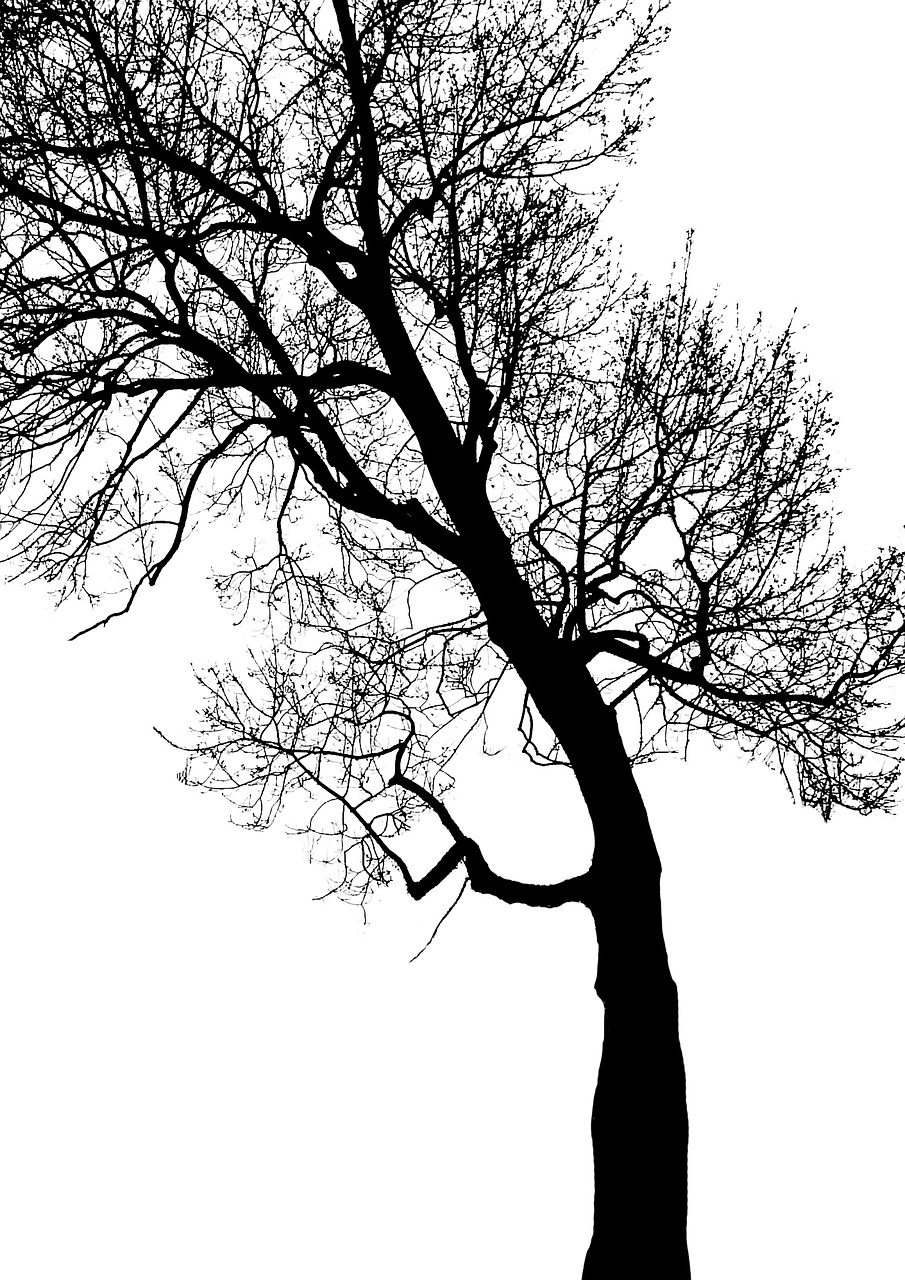Image - tree branch trunk foliage contrast